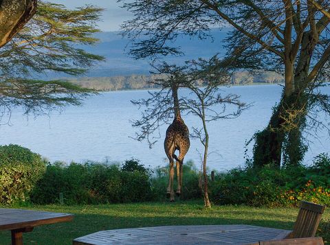 Elsamere Lodge Restaurant - Moi South Lake Road Naivasha