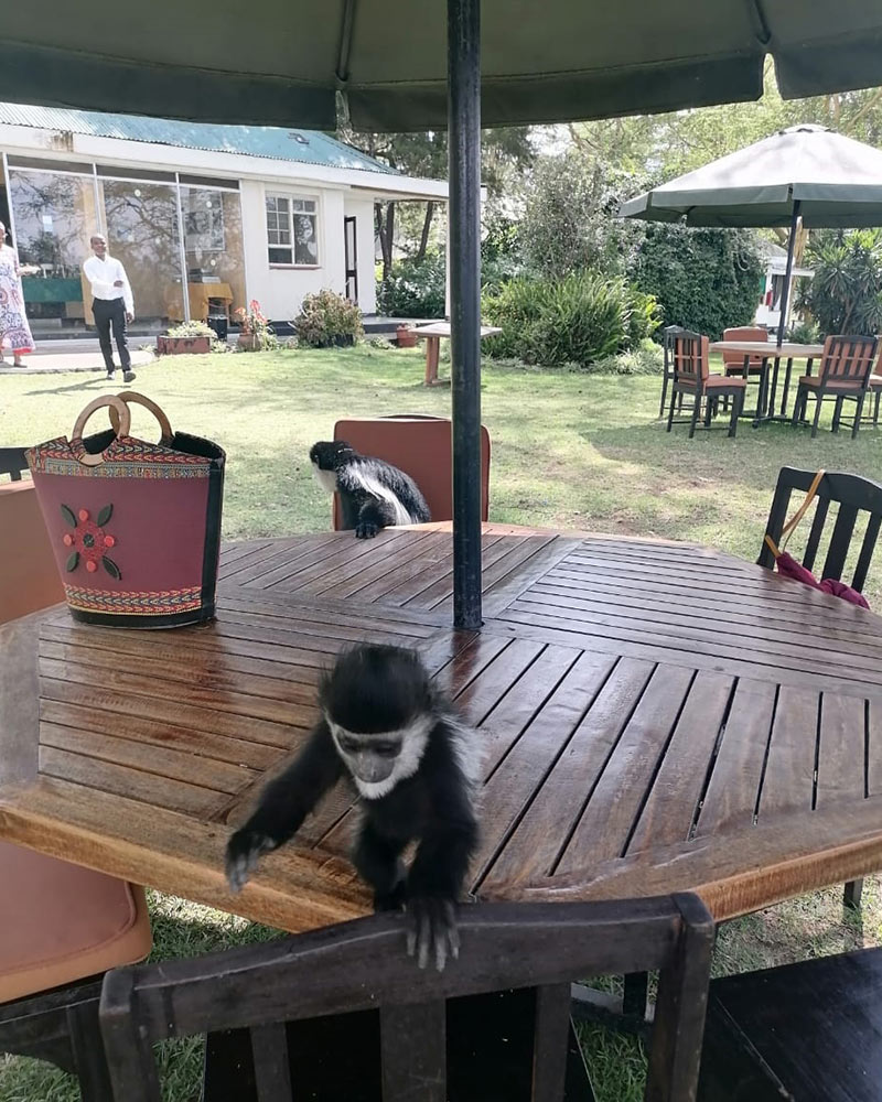cute Monkey business at Elsamere restaurant Naivasha south lake places to eat