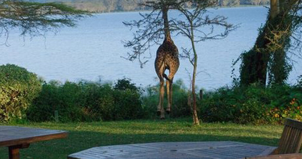 elsamere restaurant naivasha south lake places to eat