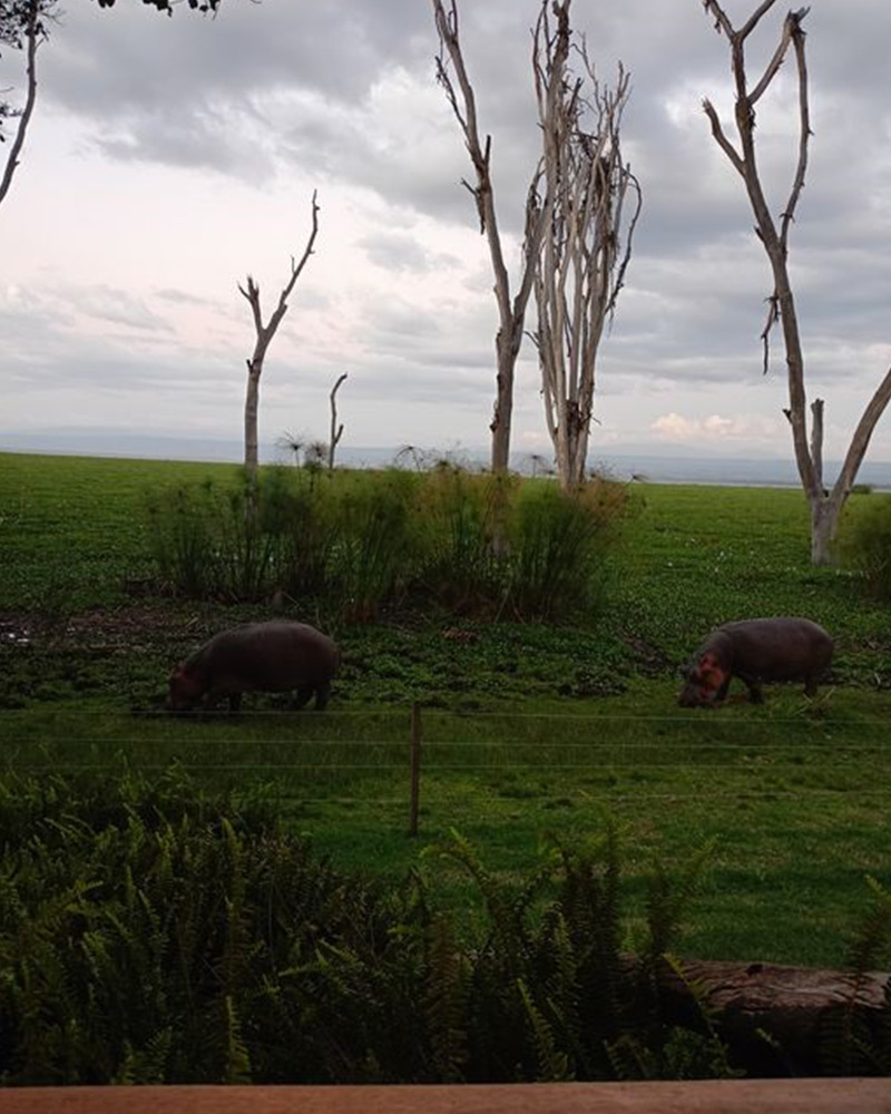 Lake Naivasha hippos Fishermans restaurant naivasha moi southlake places to eat