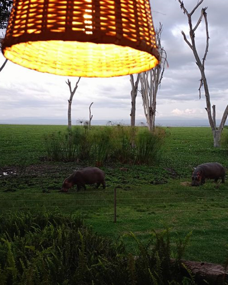 watch hippos while dining Fishermans restaurant Naivasha moi southlake places to eat