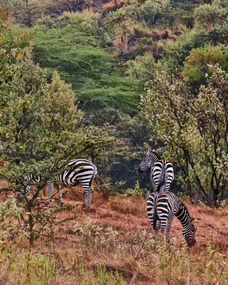 Climbing Mount Longonot - Zebras and animals on the trek trail of the mountain