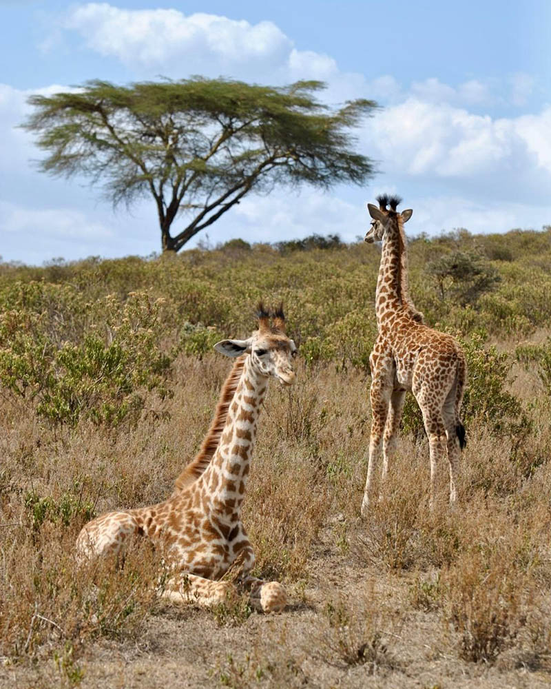 Walking Safari - Giraffes Enjoying the Sun