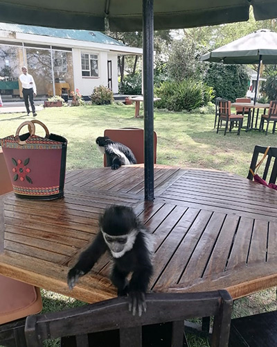 Black and white colubus monkeys naivasha High Tea at Elsamere Conservation Centre