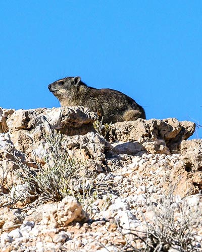 Rock Hyraxes at Fischer’s Tower Naivasha