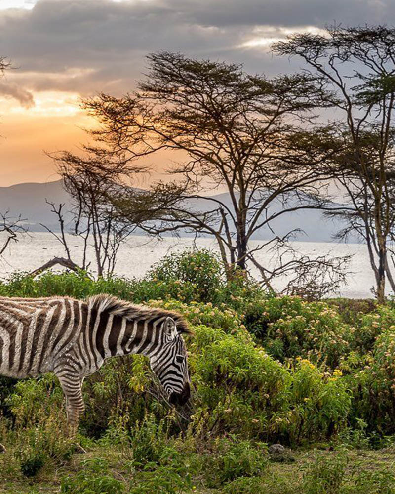 Walking Safari - Crescent Island Naivasha - Zebra with a view from the volcanic peninsula and game sanctuary