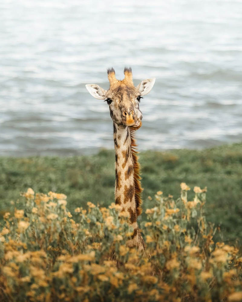 Walking Safari - Crescent Island Naivasha - Giraffe in Acacia Trees