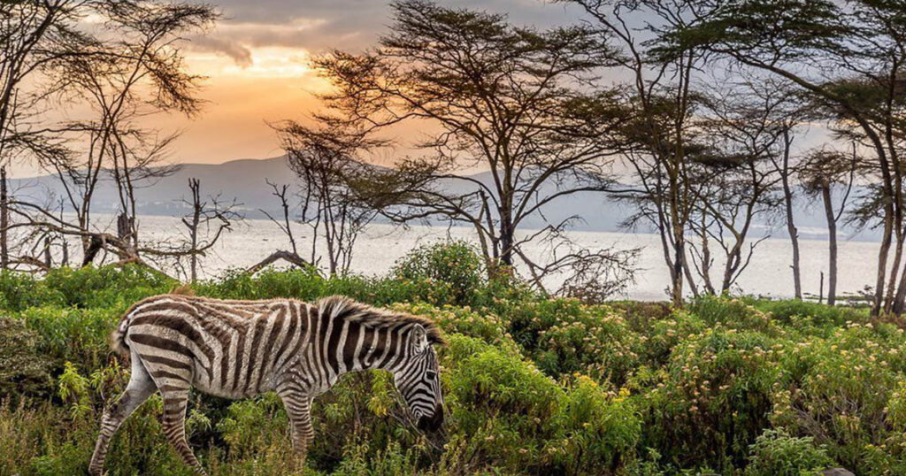 Walking Safari - Crescent Island game Sanctuary Naivasha