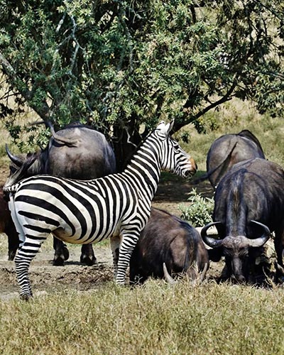 Wildlife You’ll Share the Tower With Animals you will see when rock climbing