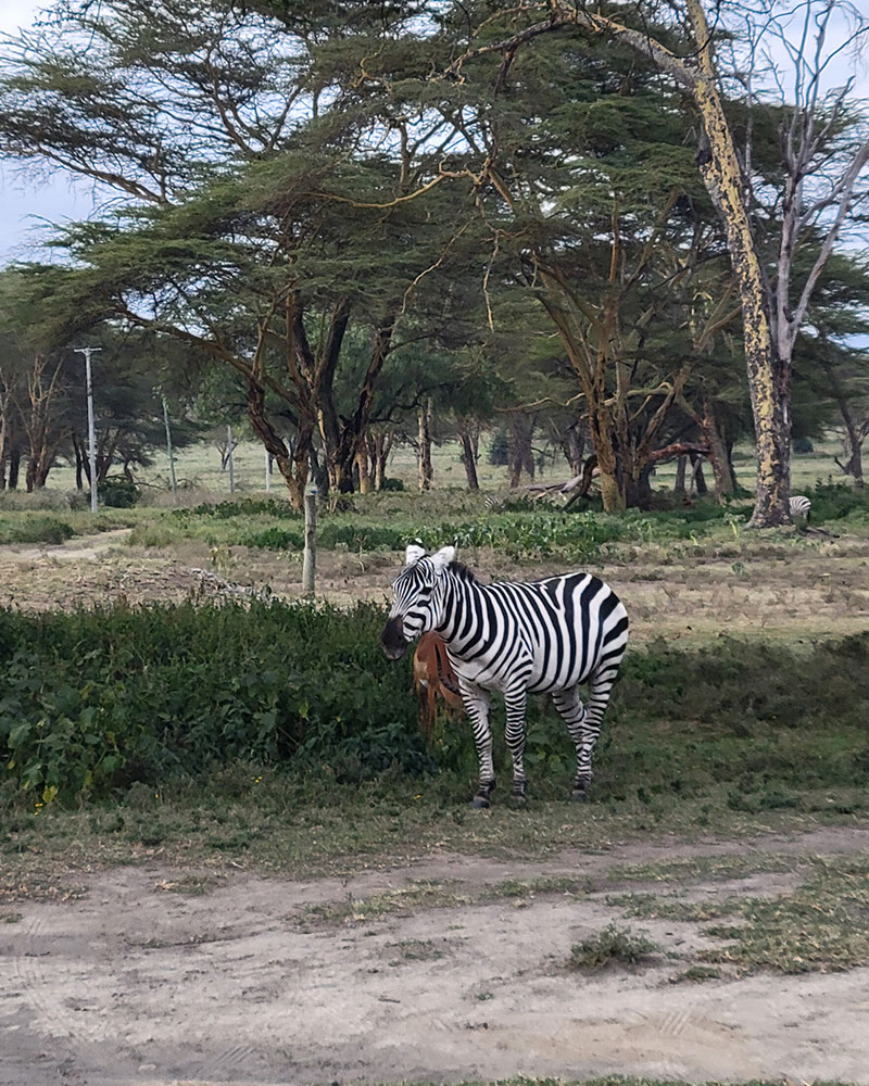 wildlife zebra horse riding at sanctuary farm naivasha